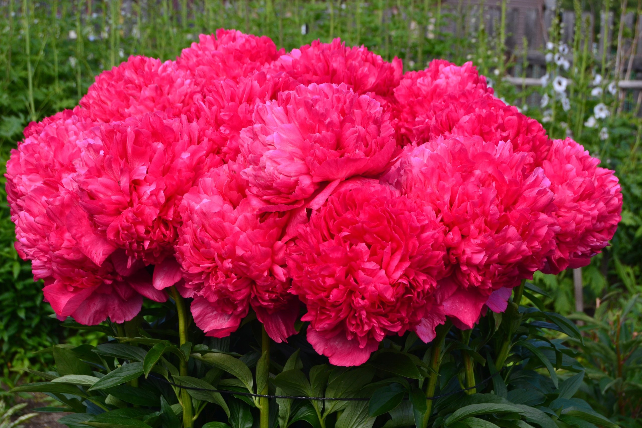 Пион Команд Перфоманс Paeonia Command Performance | Юлин сад